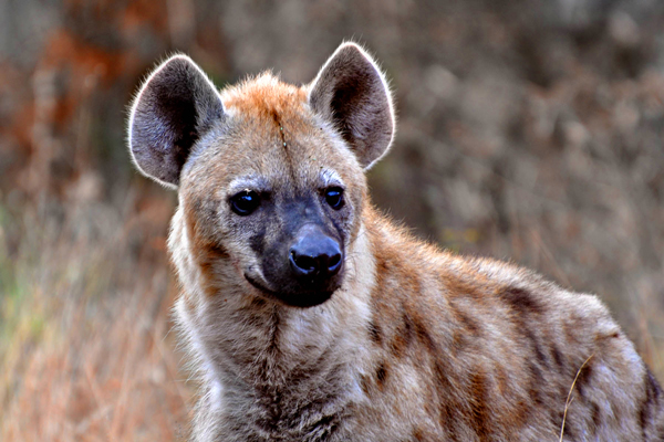 Hijena ZOO Palic