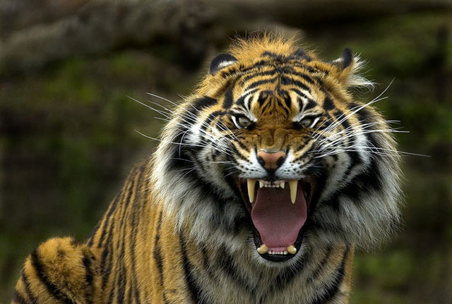 Bengalski tigar ili kraljevski bengalski tigar ZOO Palic