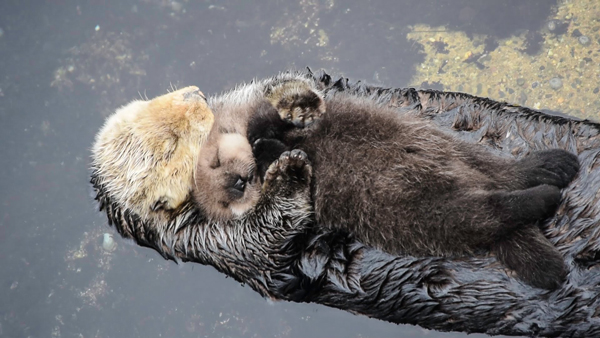 Vidra ZOO Palic