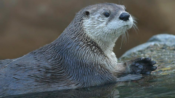 Vidra ZOO Palic