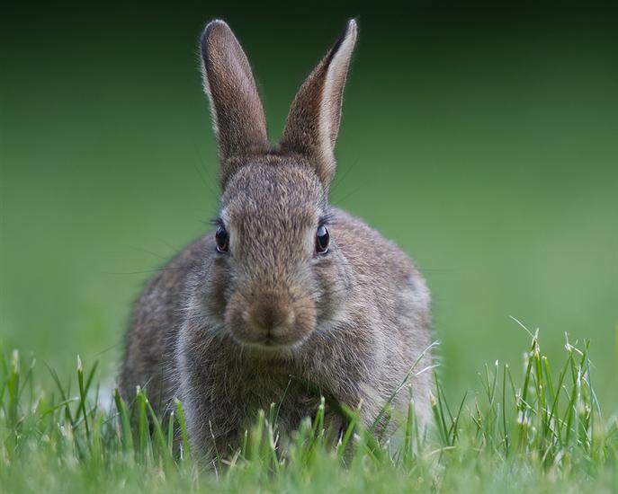 Obican zec ili evropski zec ZOO Palic